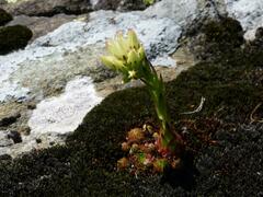 Sempervivum globiferum