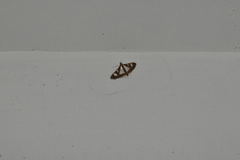 Glyphodes bivitralis