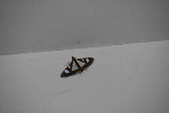 Glyphodes bivitralis