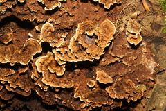 Stereum hirsutum