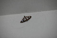 Glyphodes bivitralis