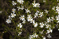 Olearia muelleri
