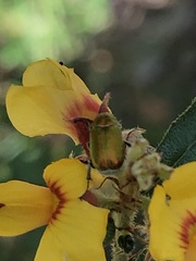 Diphucephala