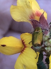 Diphucephala