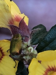 Diphucephala