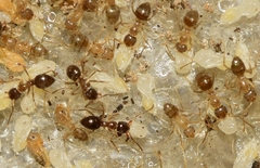 Nylanderia jaegerskioeldi