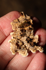 Stereum hirsutum