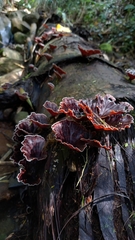 Microporus xanthopus