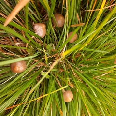 Psilocybe semilanceata