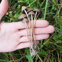 Psilocybe semilanceata