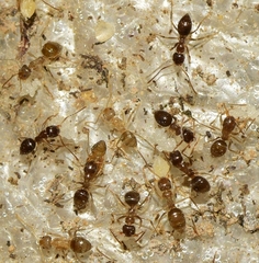 Nylanderia jaegerskioeldi