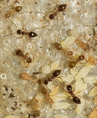 Nylanderia jaegerskioeldi