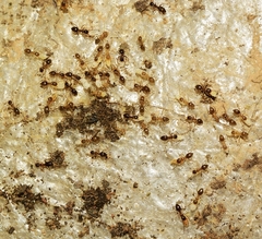 Nylanderia jaegerskioeldi