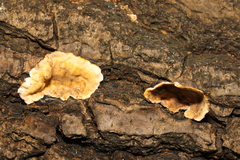 Stereum hirsutum