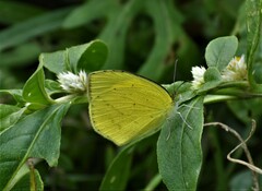 Eurema laeta