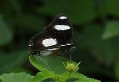 Hypolimnas misippus