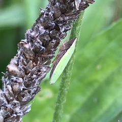 Draeculacephala antica