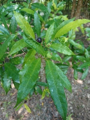 Ficus formosana