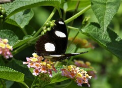 Hypolimnas misippus