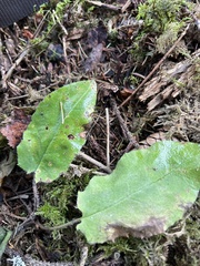 Hieracium murorum