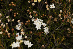 Phebalium filifolium