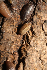 Oniscus asellus