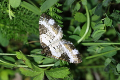 Melanthia procellata
