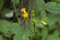 Gynura