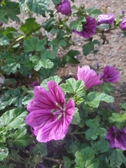 Malva sylvestris mauritiana