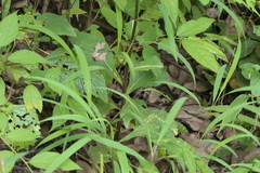 Gynura