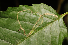 Lyonetia clerkella