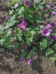 Malva sylvestris mauritiana