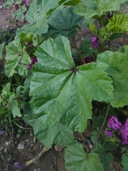 Malva sylvestris mauritiana