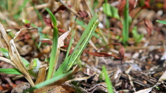 Isturgia murinaria