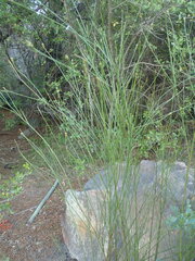 Thesium spicatum