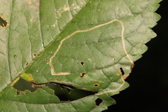Lyonetia clerkella