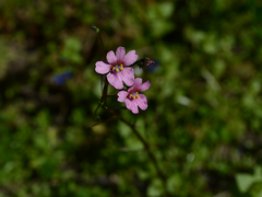 Nemesia fruticans