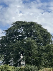 Cedrus