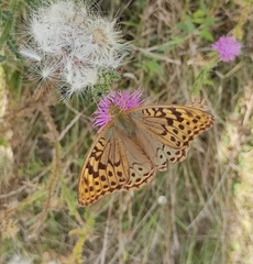 Argynnis pandora