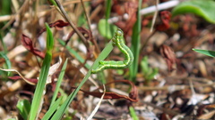 Isturgia murinaria