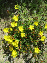 Hibbertia