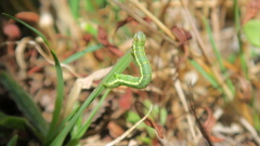 Isturgia murinaria