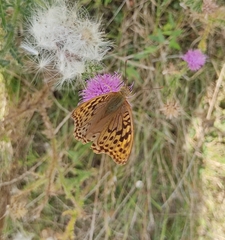 Argynnis pandora