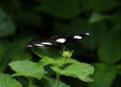 Hypolimnas misippus