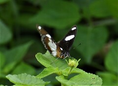 Hypolimnas misippus