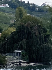 Salix babylonica