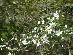Clematis paniculata