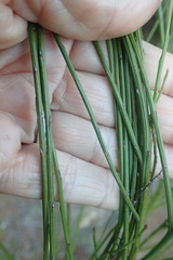 Thesium spicatum
