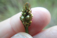 Thesium spicatum