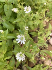 Stellaria aquatica